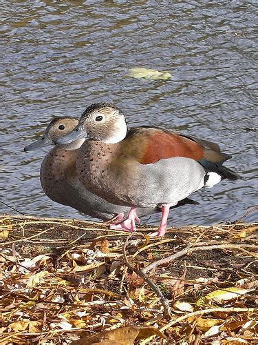 İkili Hayvan Resimleri - Sayfa 12