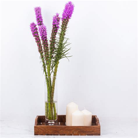 Liatris – The Flora