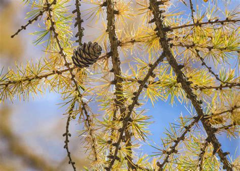 15 Taiga Plants That Thrive in the Boreal Forest