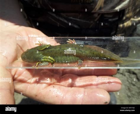 California tiger salamander monitoring. A large California tiger ...