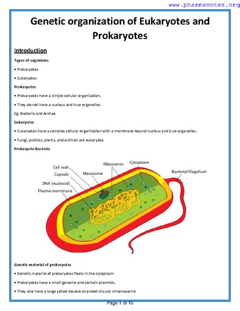 Genetic organization of Eukaryotes and Prokaryotes 1 - Genetic ...