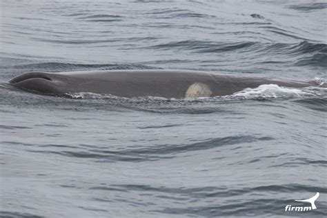 Pottwalpatenschaft - Cicatriz