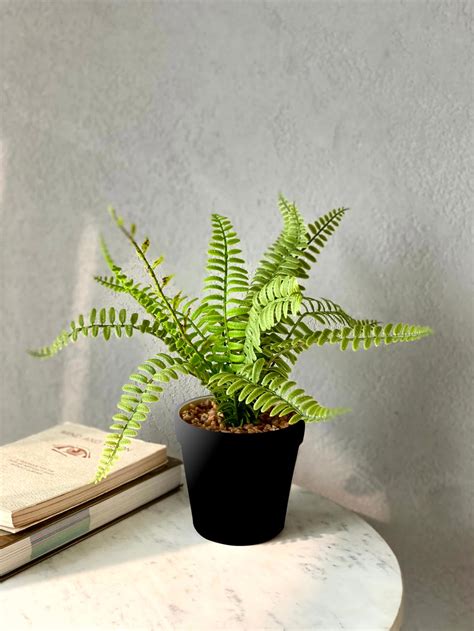 Artificial Short Plants – Mason Home by Amarsons - Lifestyle & Decor