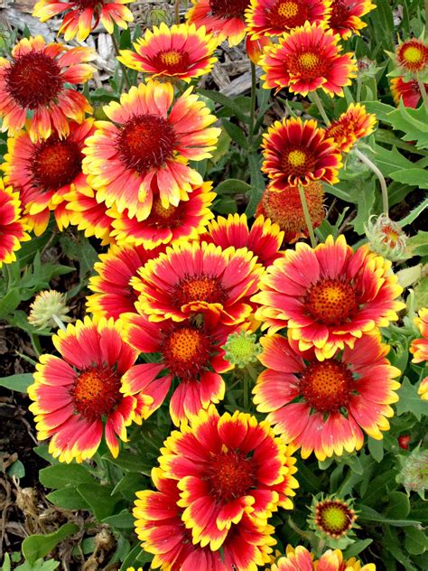 Indian Blanket Seeds