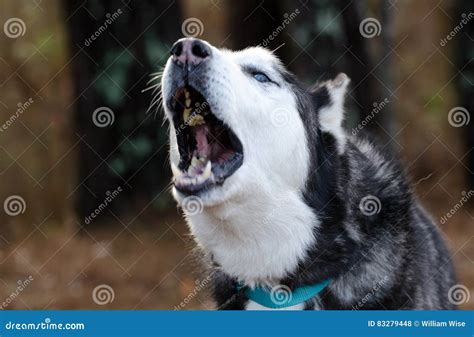 Howling Siberian Husky with Blue Eyes Stock Photo - Image of adoption ...