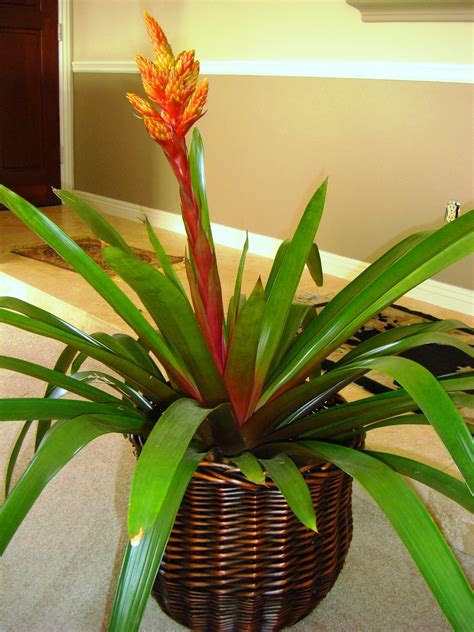 Best Tropical Plants For Indoors at Harold Herron blog