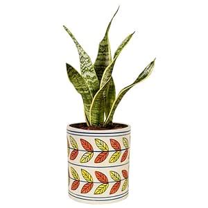 Lasaki Pi Pot 2 Ceramic Pots for Indoor Plants, Planters, Flower, Pots ...