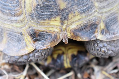 Image result for Turtle in Shell