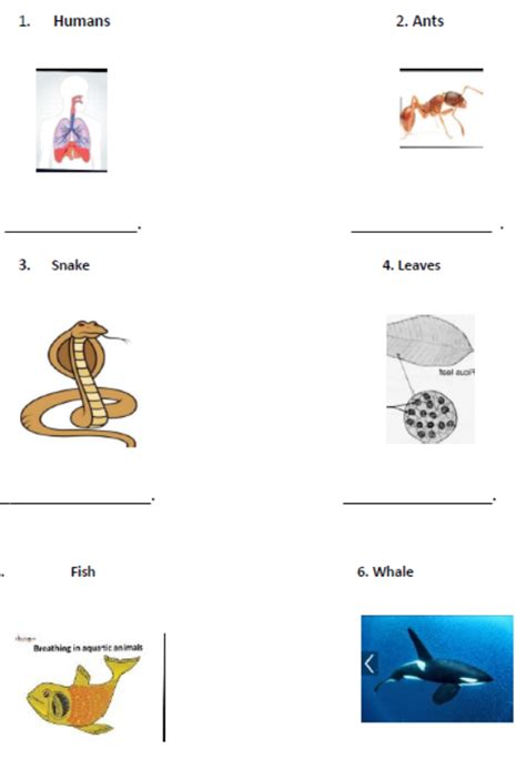 Class 3 Science 的图像结果