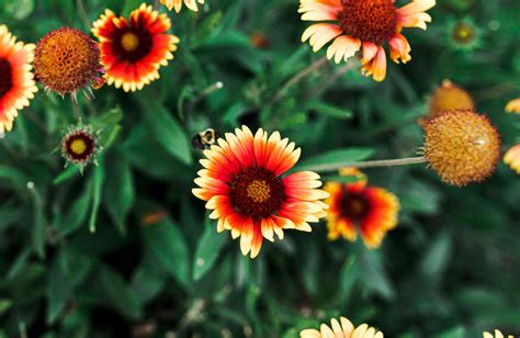 How to Grow & Care for Blanket Flower (Gallardia)