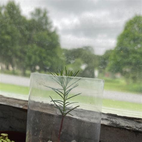 Image result for Spruce Tree Pruning