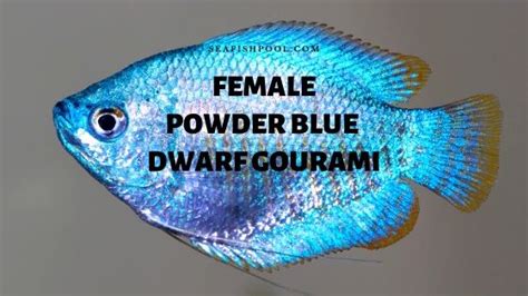 Bildergebnis für powder blue gourami