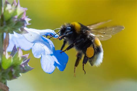 Understanding the Dietary Preferences of Bumble Bees: A Closer Look at ...