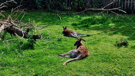 TIERPARK TINNUM (2026) All You Need to Know BEFORE You Go (with Photos ...