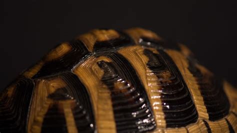 Image result for How to Cure Turtle Shell Rot