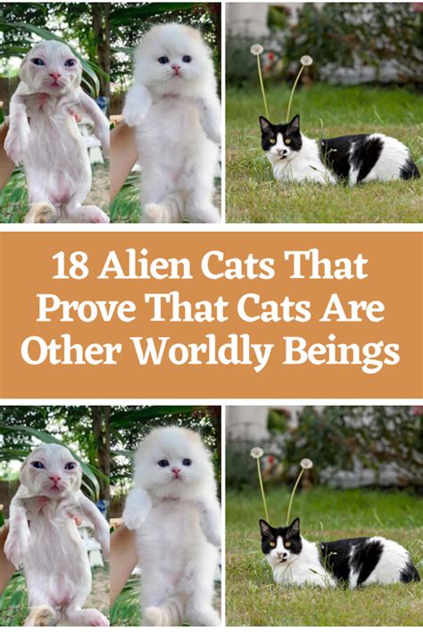 Image result for Alien-Human Cats