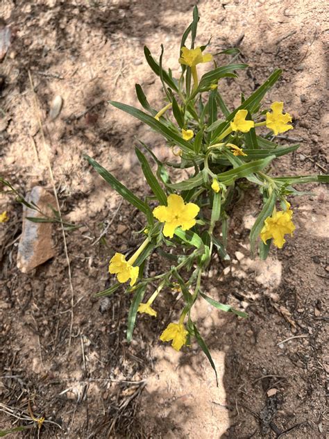 Pinion Juniper forest Colorado what’s this flower. : r/Wildflowers