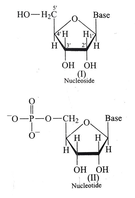 Nucleoside Structure