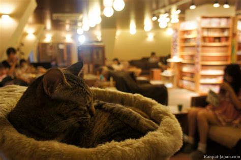 Neko cafe - A cat experience in Japan