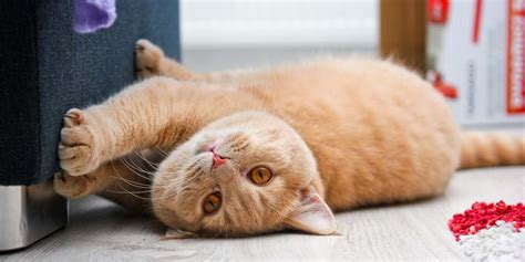 Cat Back Scratching 的图像结果