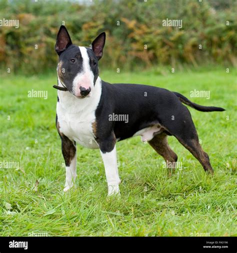 Black And White English Bull Terrier