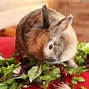 Image result for Cute Types of Rabbit