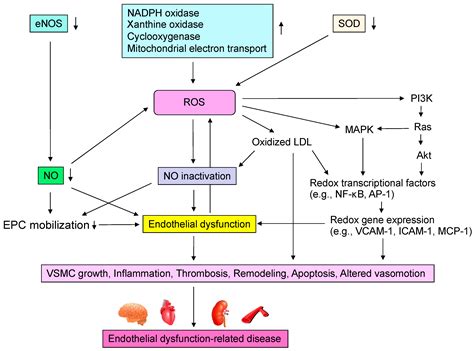 Roles of Oxidative Stress and Inflammation in Vascular Endothelial ...