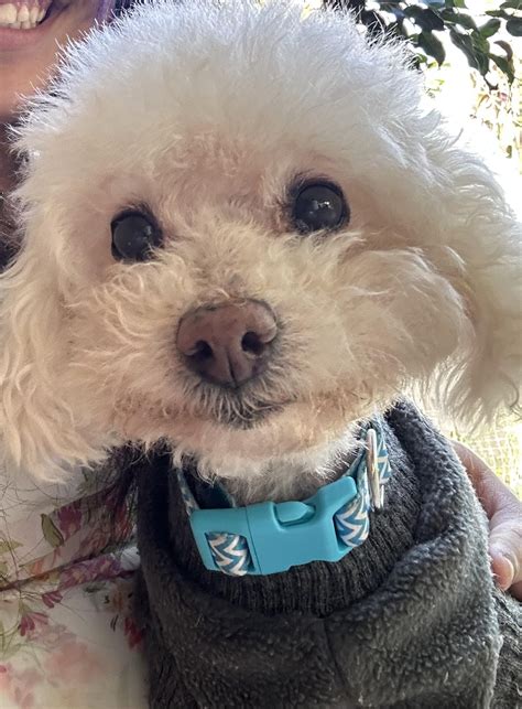 My favorite girls ️ Guera (Chihuahua)went first in March 5 after 17 ...