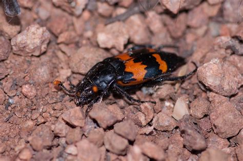 Orange and Black Beetle: Identification, Life Cycle, Damage, Treatment ...