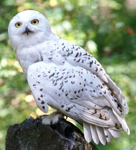 Image result for hedwig from harry potter | Harry potter owl, Harry ...