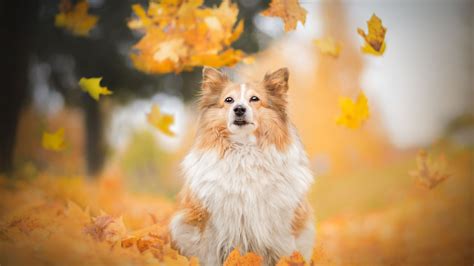 Image result for Dog Using Computer Meme