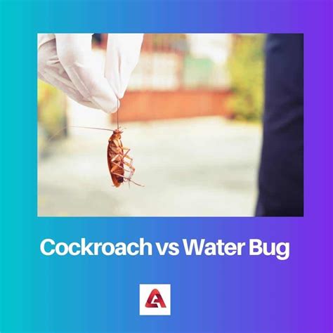 Cockroach vs Water Bug: Difference and Comparison