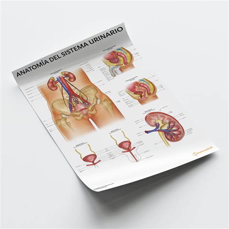 Anatomía del Sistema Urinario Poster | Spanish Urinary Chart – AnatomyStuff