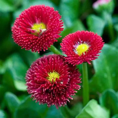 "Daisy Red Bellis Perennis Flower Seeds " – Branzia Herbs