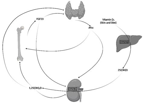 Mineral Metabolism in Children: Interrelation between Vitamin D and FGF23