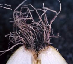 TNAU Agritech Portal :: Crop Protection