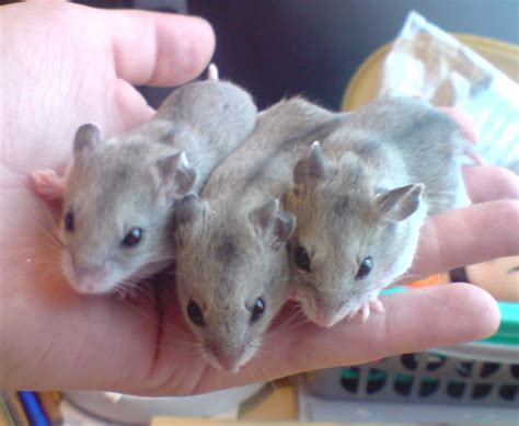 Chinese Dwarf Hamster Male