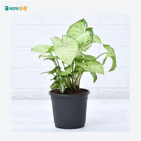 NurseryLive Syngonium Variegated Plant | Buy Now – BharatAgri Krushi Dukan