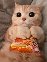 Image result for Cute Kittens and Bunnies