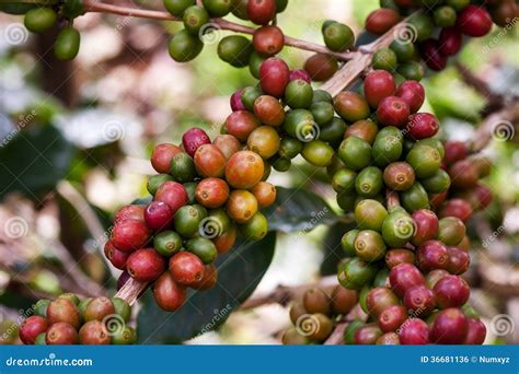 Coffee beans on plant stock photo. Image of grow, farm - 36681136