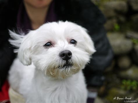 P1000301 | Scott Lin | Flickr