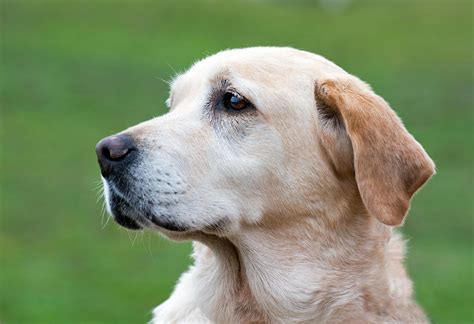 関連する画像の詳細をご覧ください。Wordless Wednesday: Lindy (Adopted!) – Gardens For Goldens