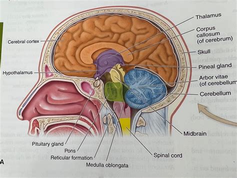 Arbor Vitae Of Cerebellum