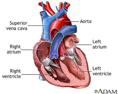 Lowest Chamber Of The Heart