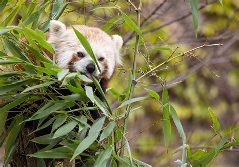 Download Zoo Animals Red Panda Pictures | Wallpapers.com