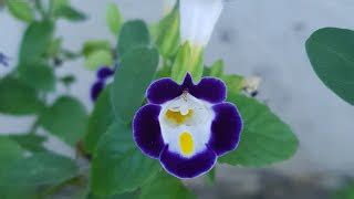 7 Curiosidades Sobre A Flor Beijinho | Cantinho do Video