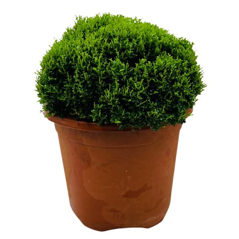 Hug A Plant | Bonsai Murraya| Dwarf Maramulla | Table kamini (Murraya ...