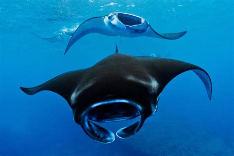Three Beautiful Manta Rays : r/stingrays