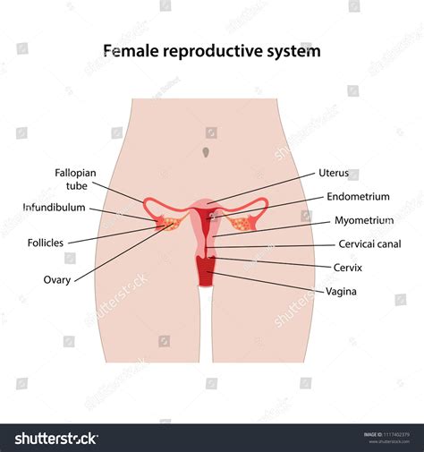 Image result for Reproductive System Parts