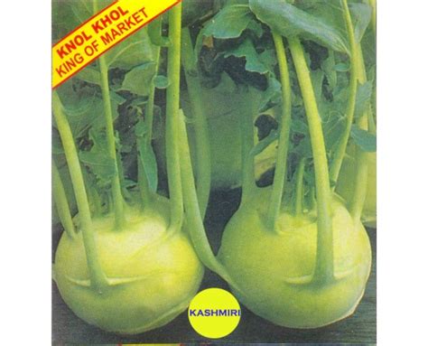 Kashmiri Knol Khol White Seeds